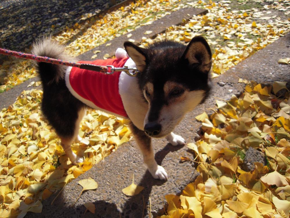 祖父江銀杏 010.jpg